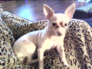 Bella