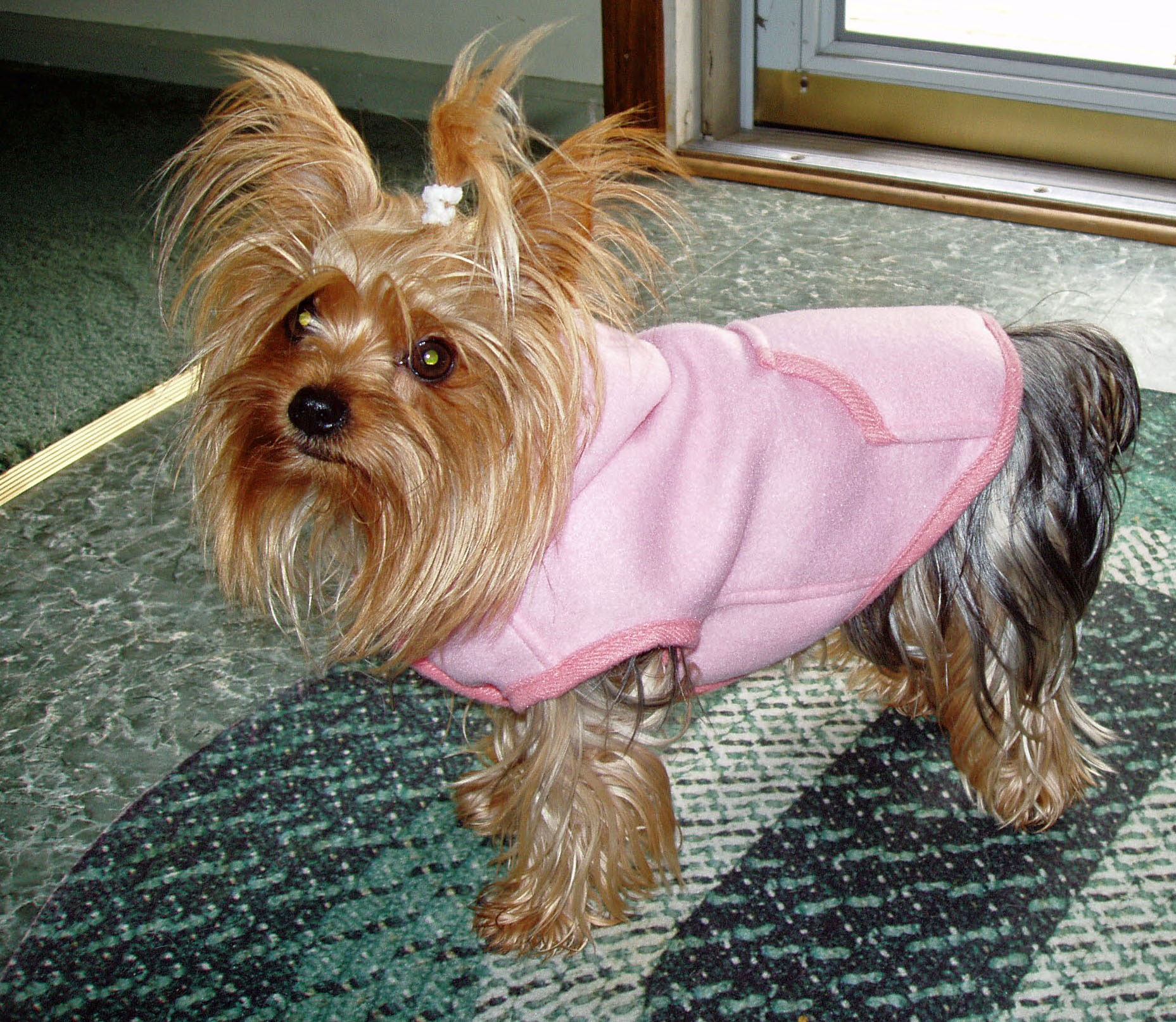 Kallie Yorkshire Terrier