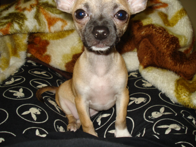Chico