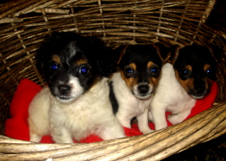 alax,lizzi,max