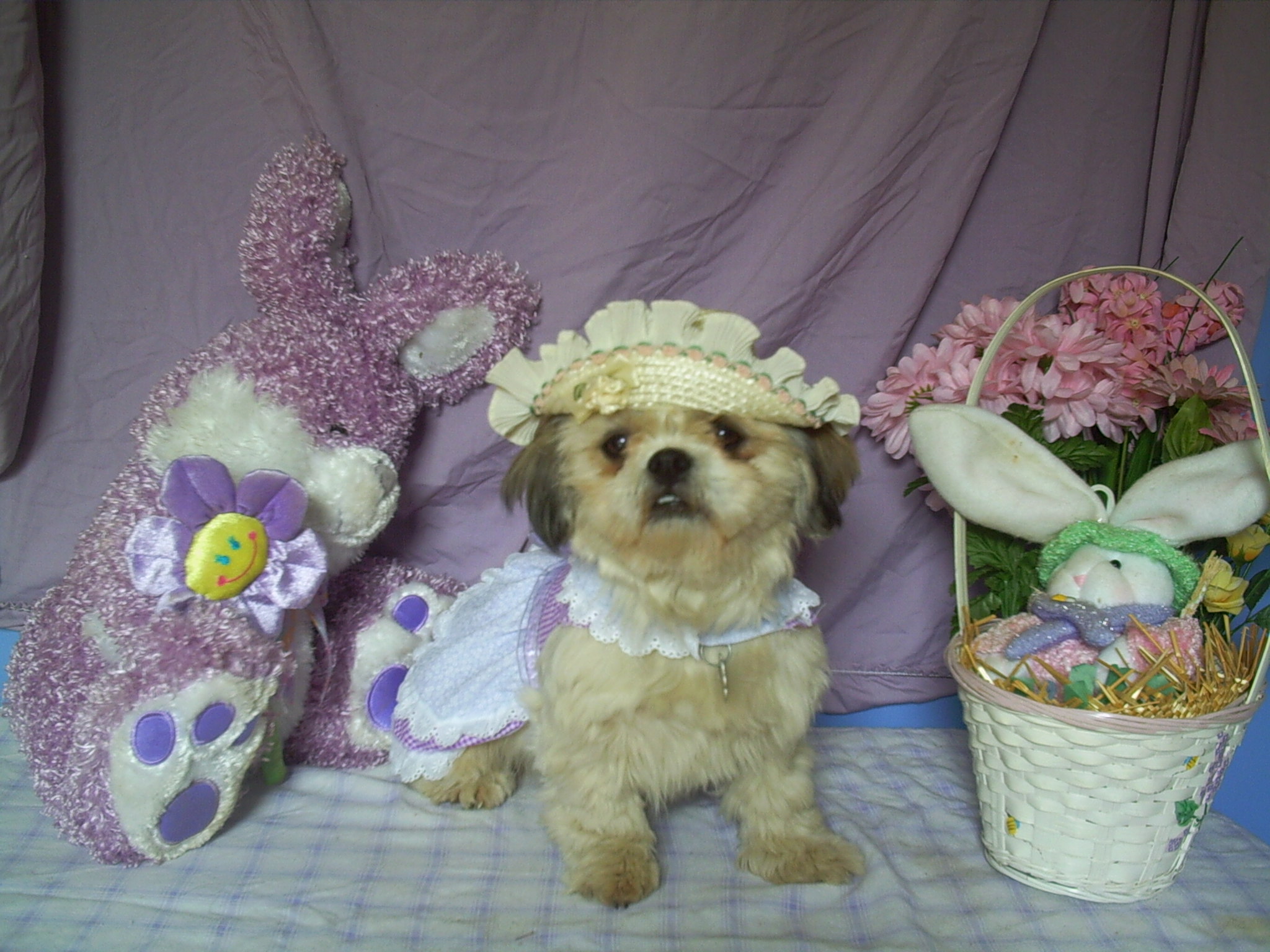 roxy