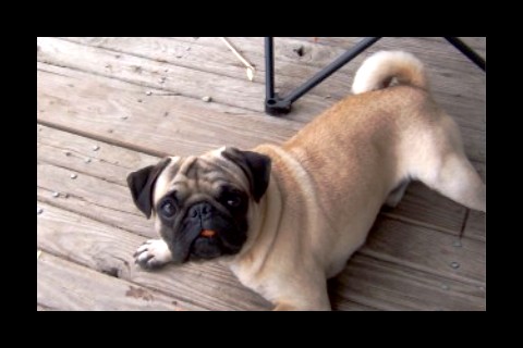 Tucker