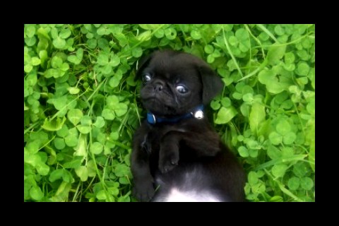 Toby