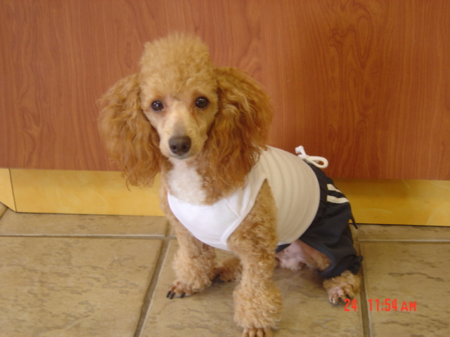 Chavito