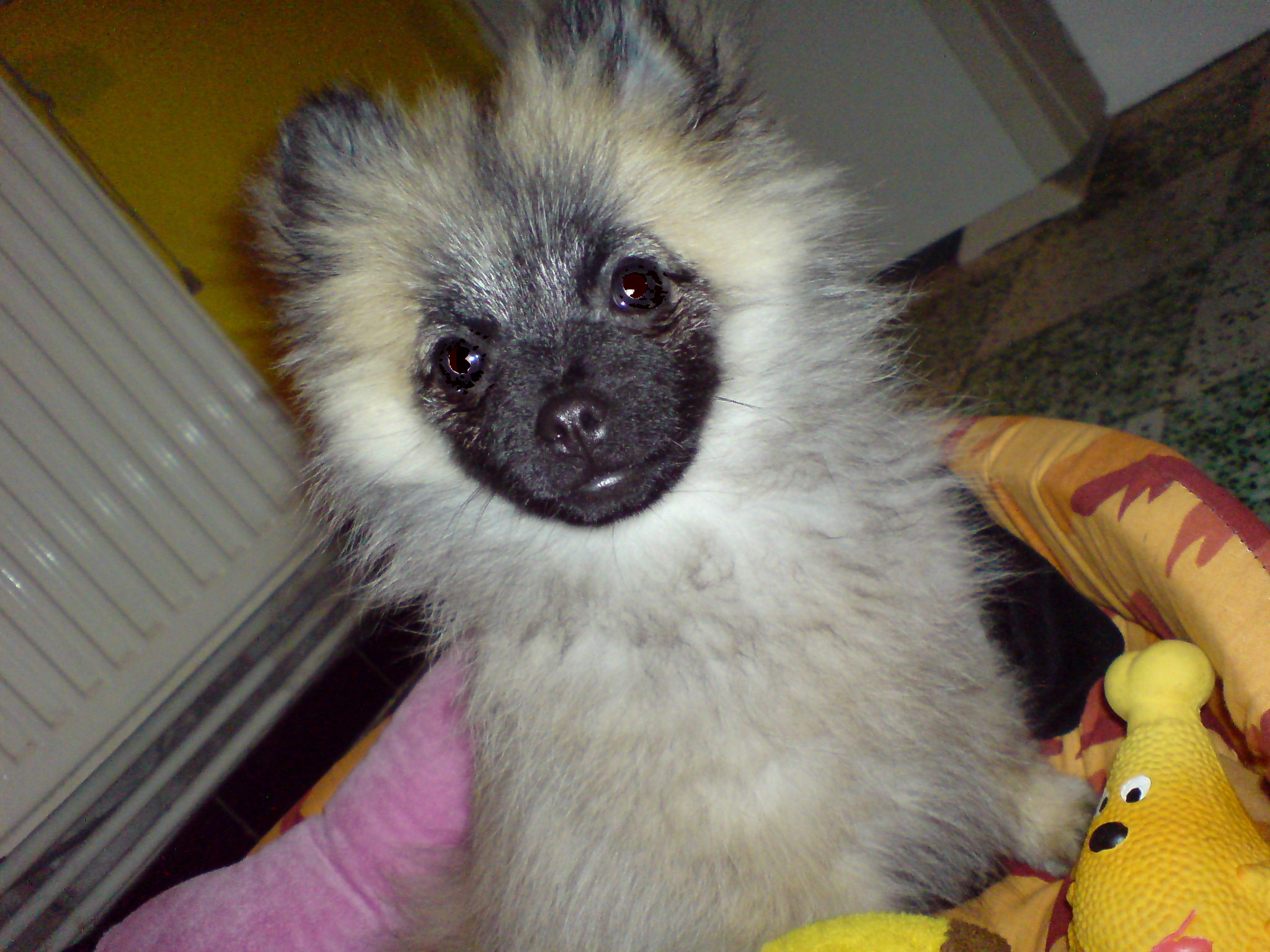Chipper