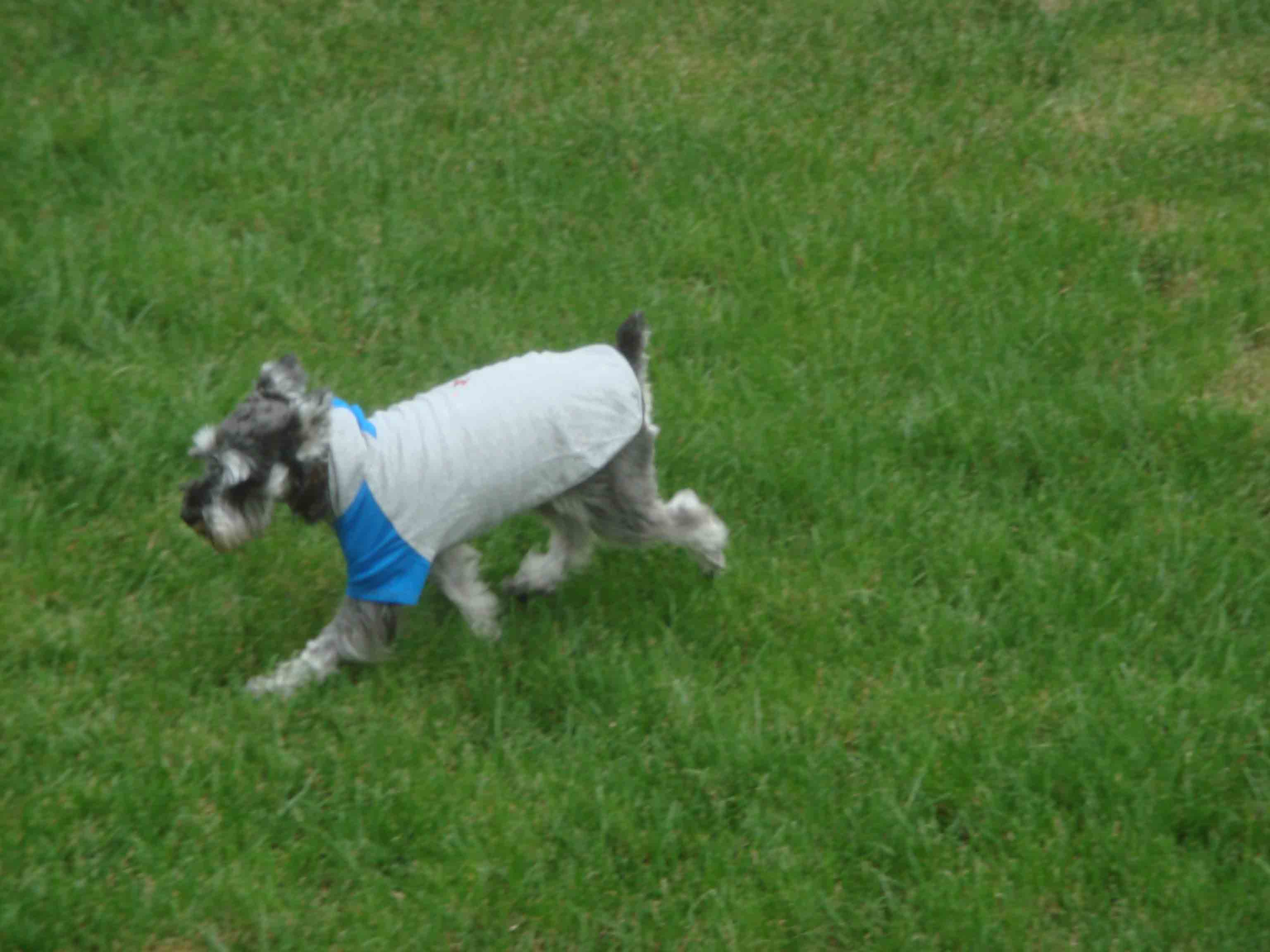 shirly