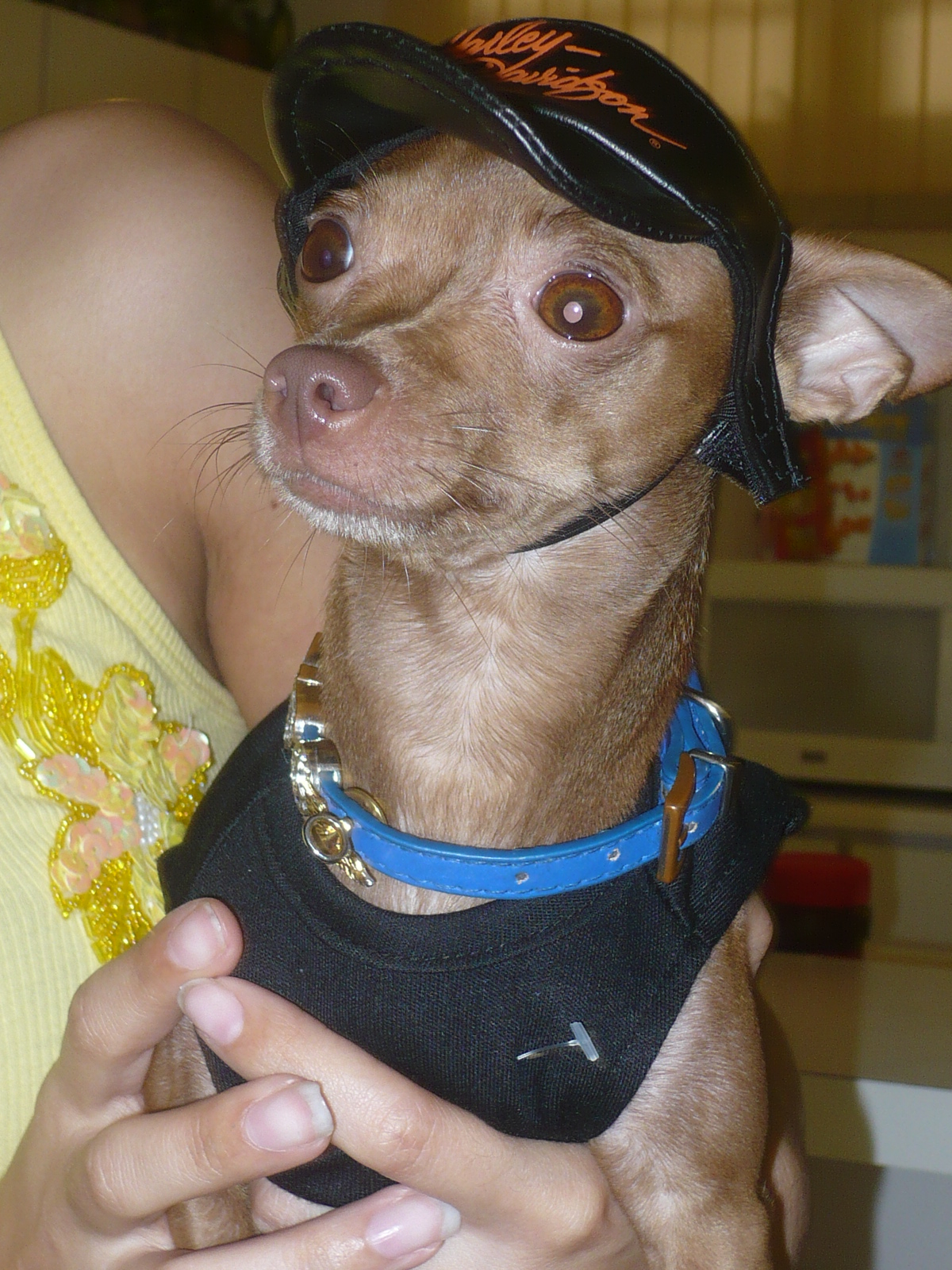 chihuahua