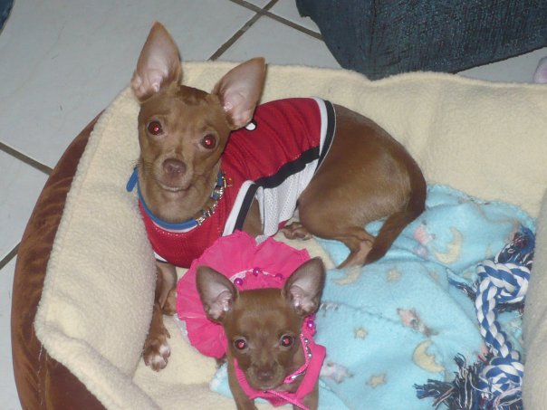 Pipo y Kanela