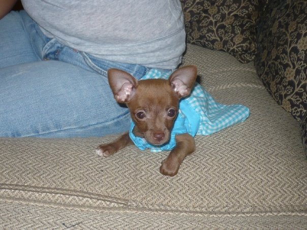 Kanela (chihuahua)