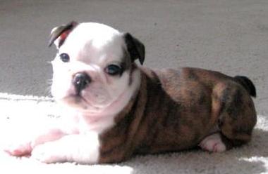 Hercules