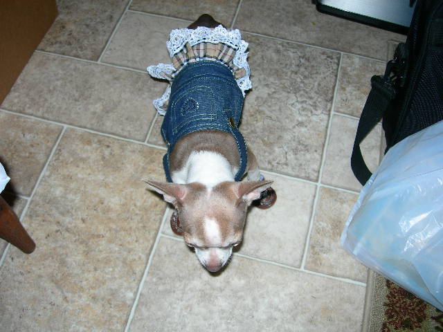 chihuahua