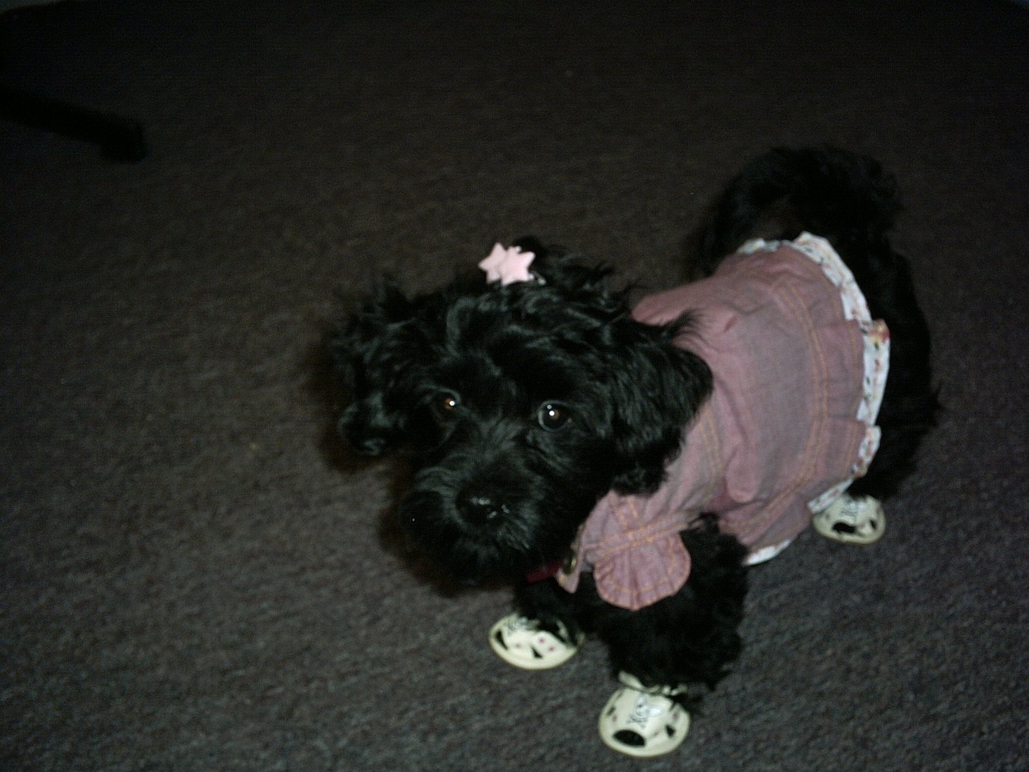 LeeLee