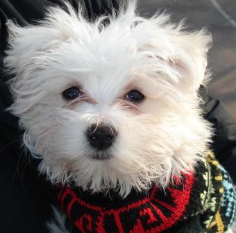 Teddy