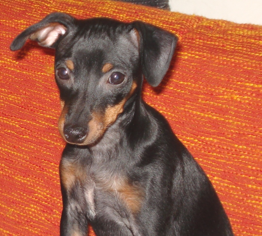 Whisky
