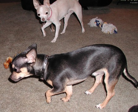Elvis Pea DoLittle