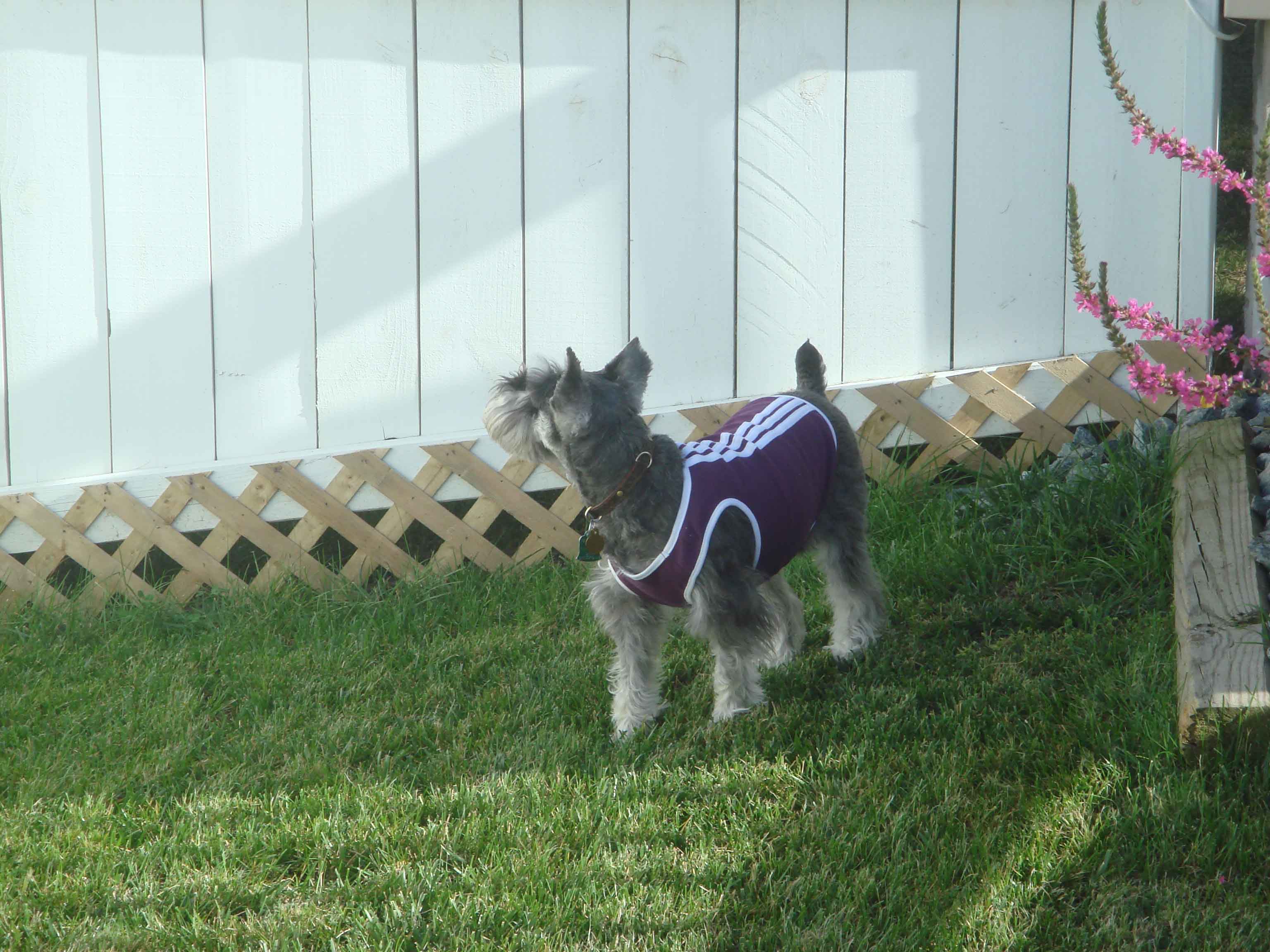 shirly