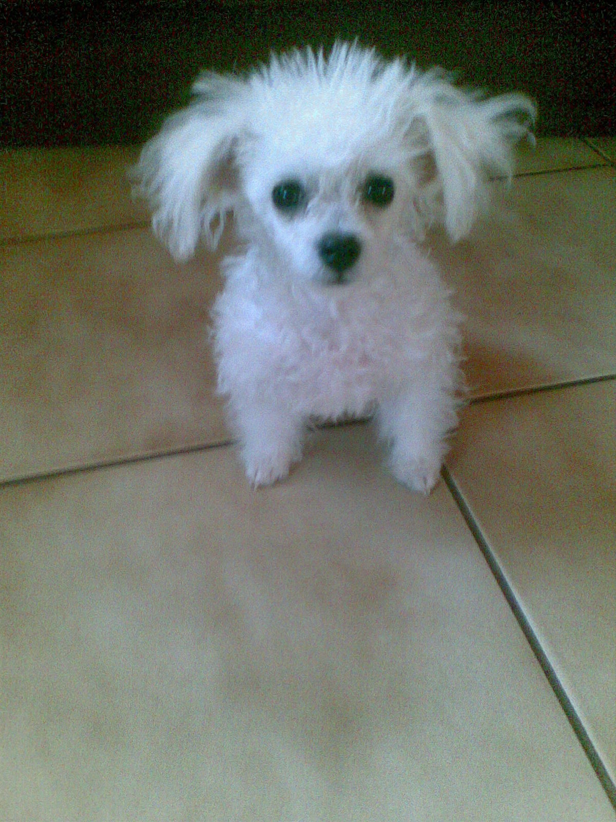 Pariss