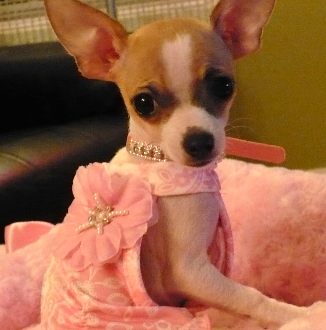 Princess Tater Tot