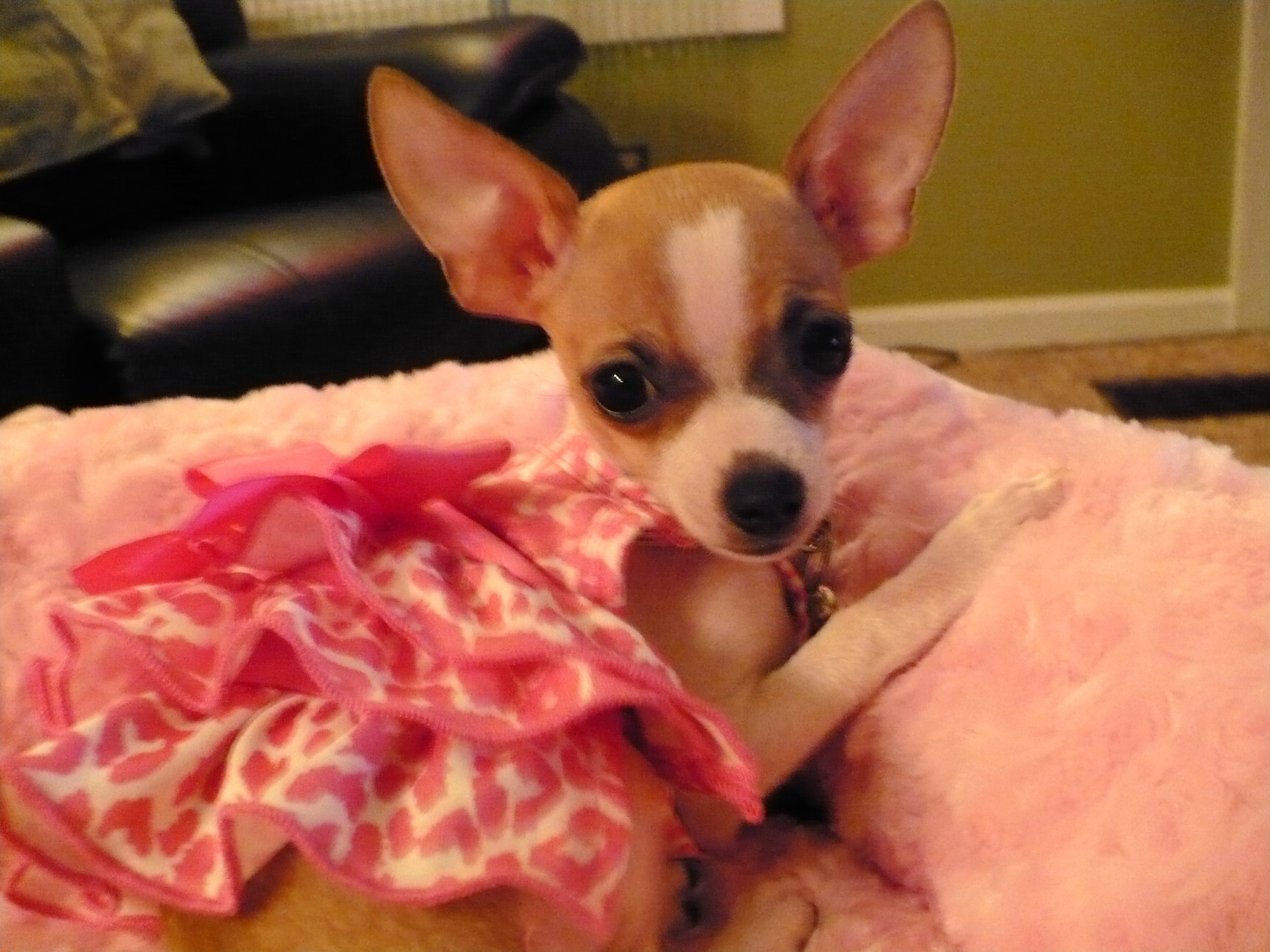Princess Tater Tot
