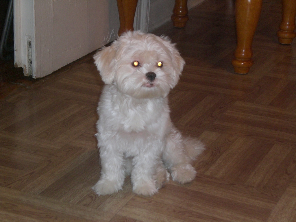 mimi