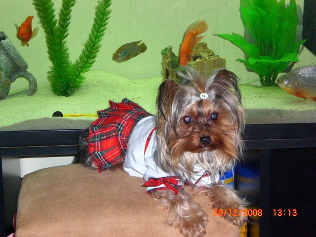 chiara yorkie