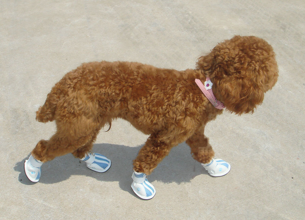 xiongxiong