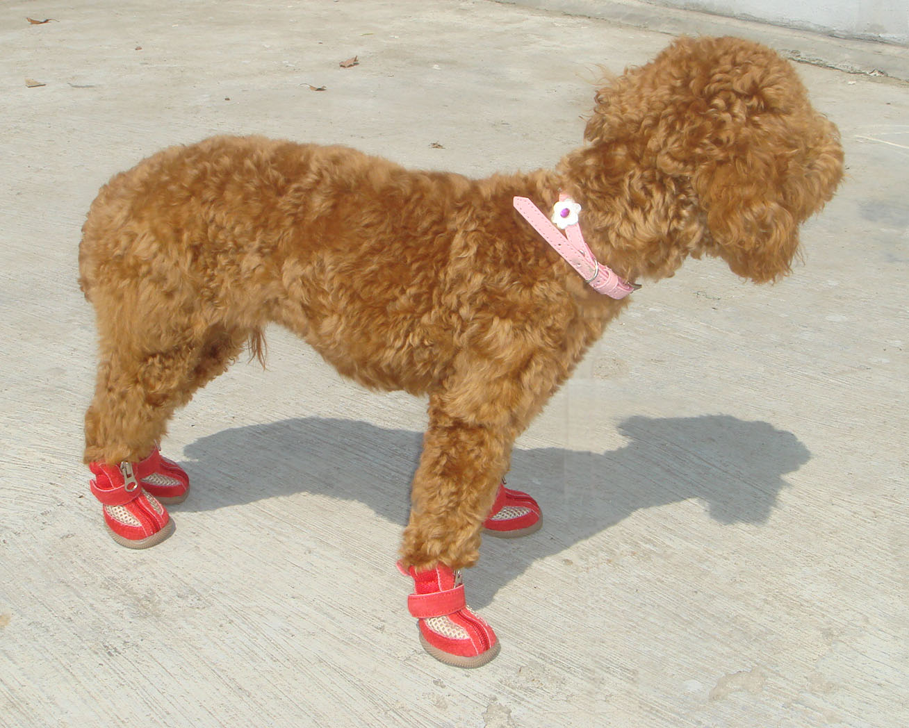 xiongxiong