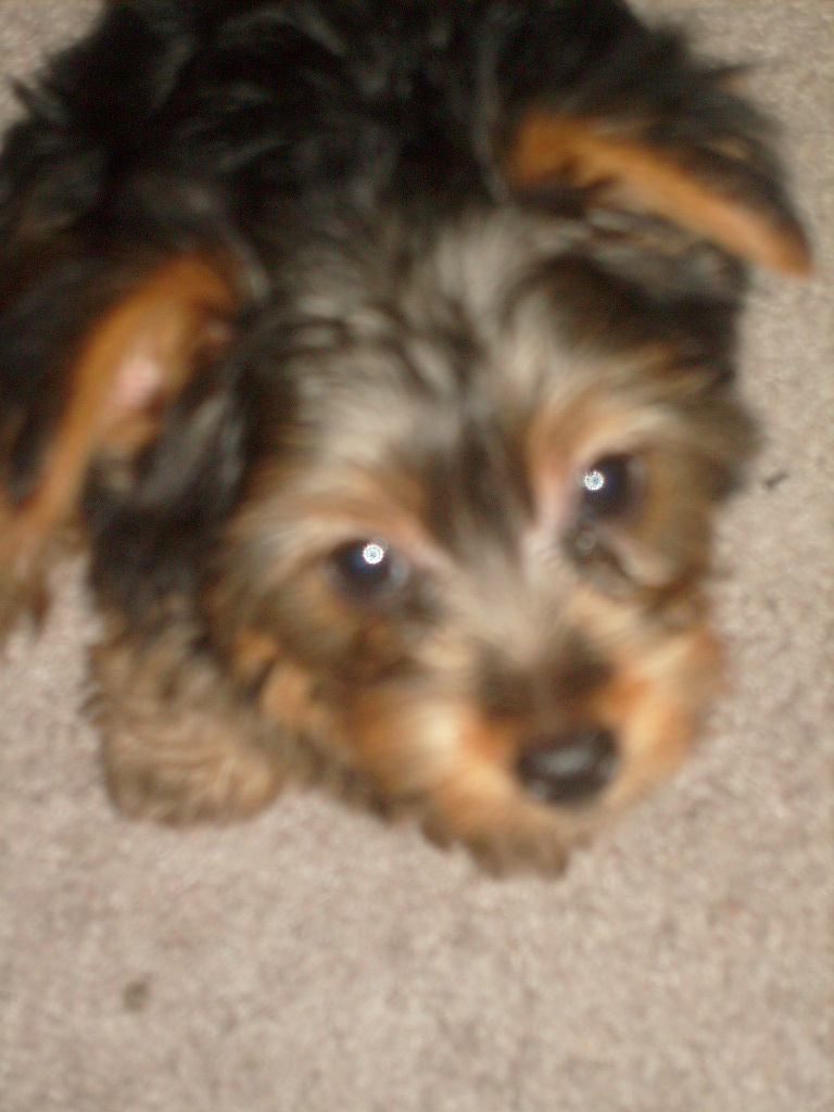 Pennie