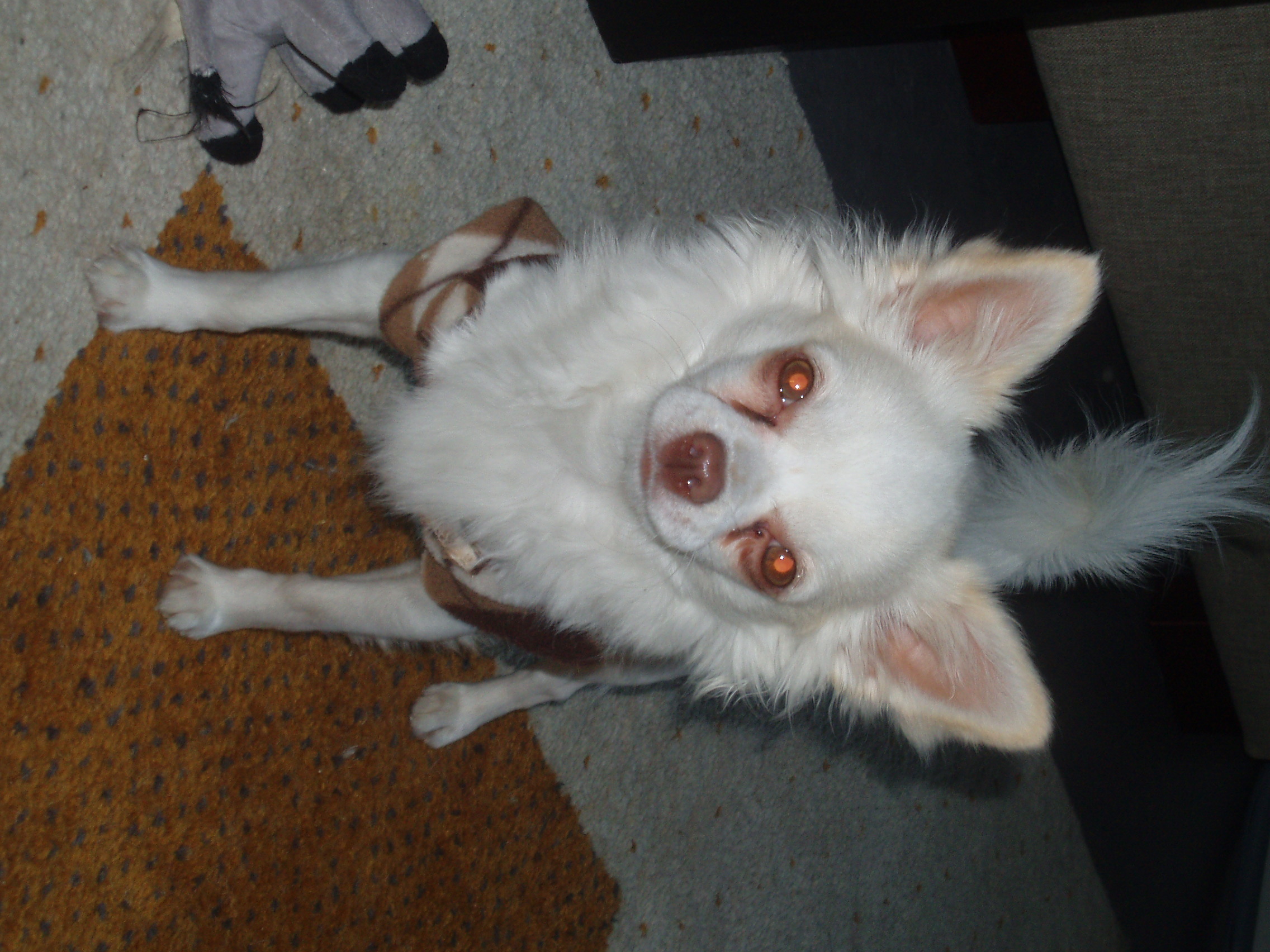 walle