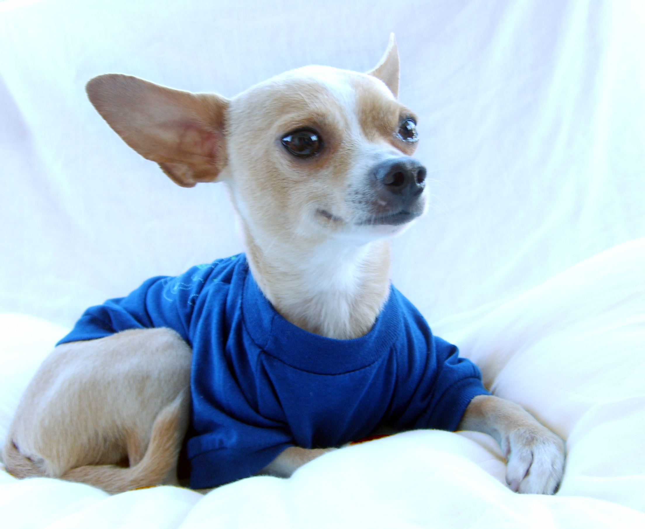 Chico