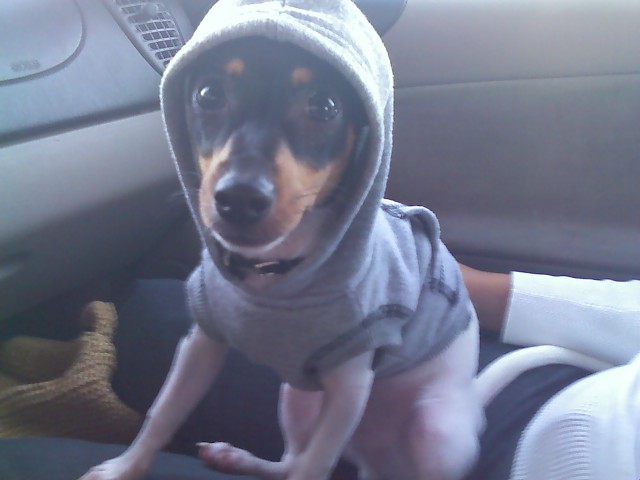 Buddy