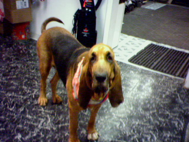 josephine
