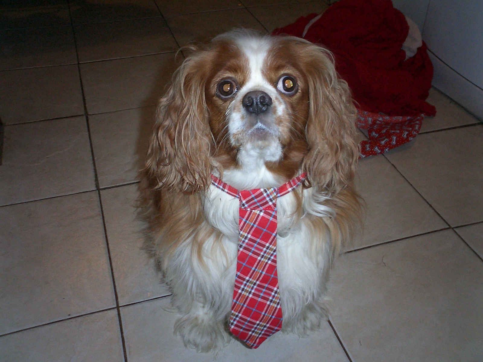 buddy foxius