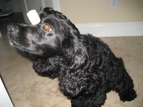Oreo