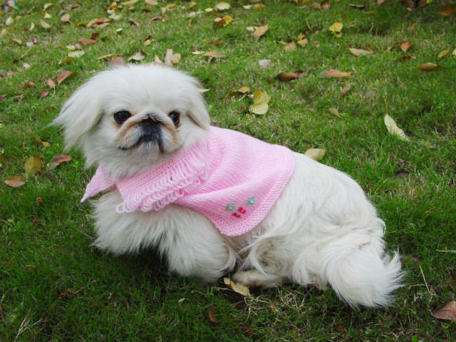 Embroider Amice