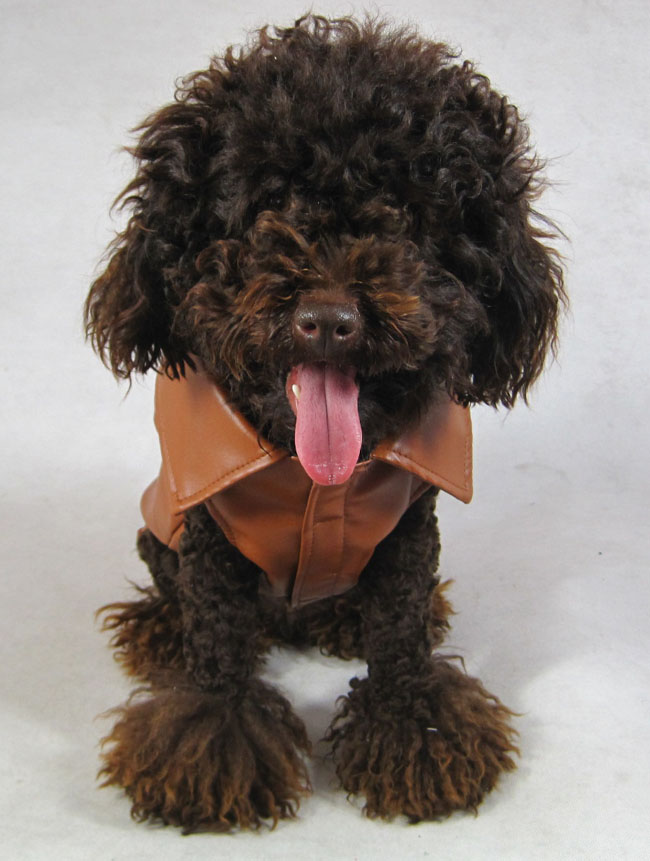 Leather Jacket UPC 691608219019 Leather Jacket UPC 691608219019