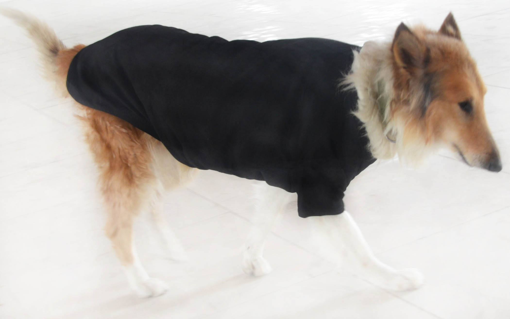 xl dog t shirts