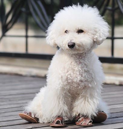 Dog Blank Sandal Dog Blank Sandal
