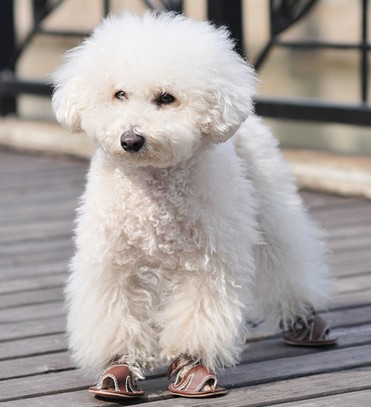 Dog Blank Sandal Dog Blank Sandal