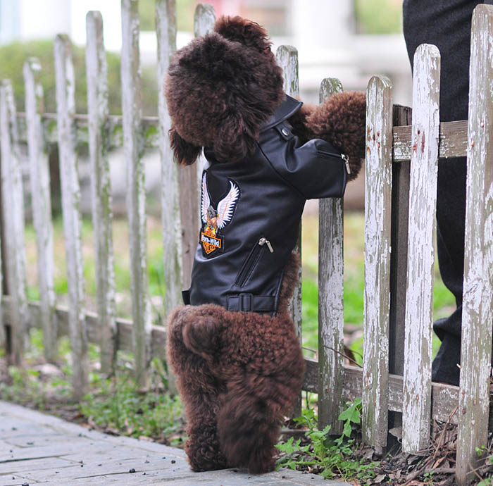 Dog eagle design leather Jacket