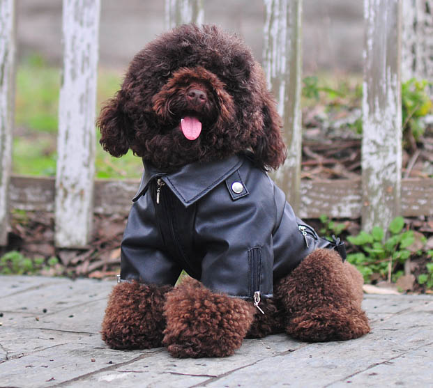 Dog eagle design leather Jacket