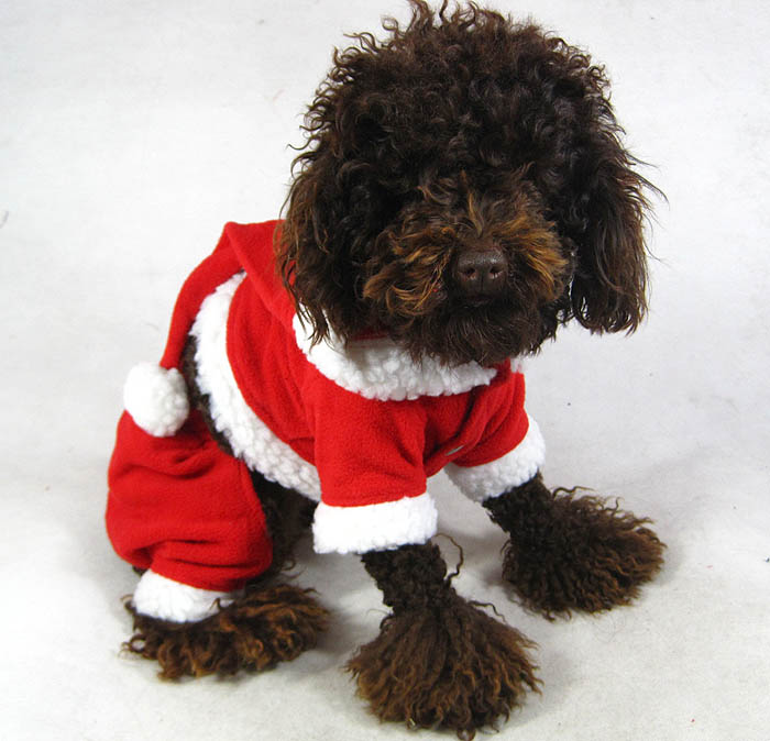 Santa dog Suit