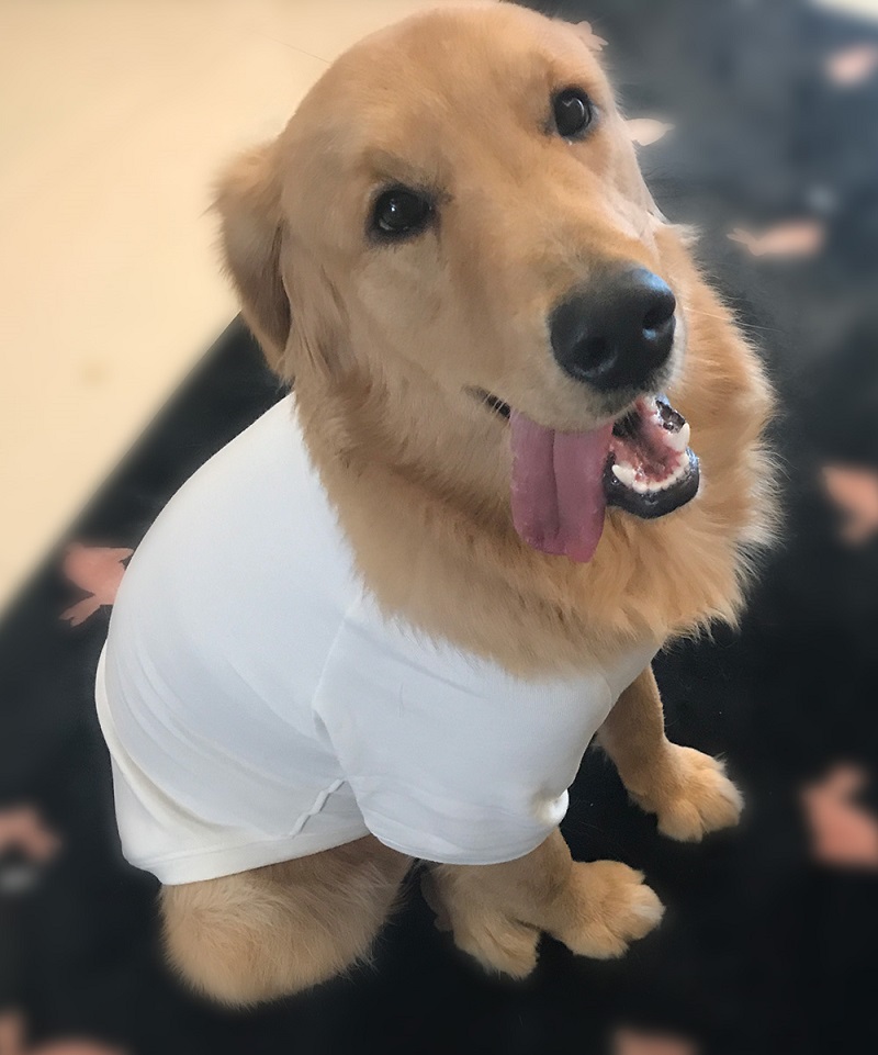 Dog Sweatshirts Pullover T-shirts