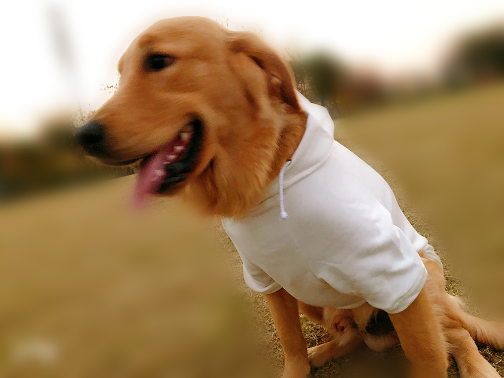 Hoodies Sweatshirt For Sm. La. Dach. Dog