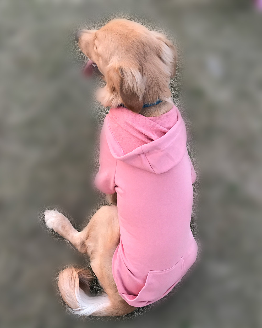 Hoodies Sweatshirt For Sm. La. Dach. Dog
