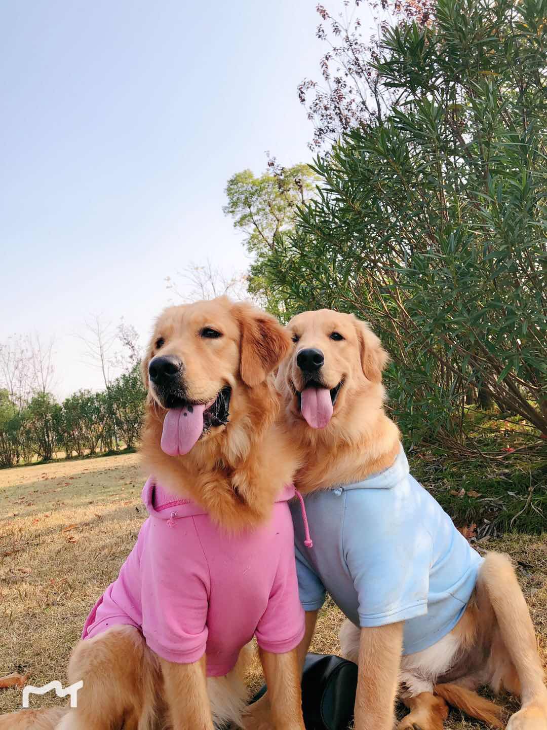 Hoodies Sweatshirt For Sm. La. Dach. Dog