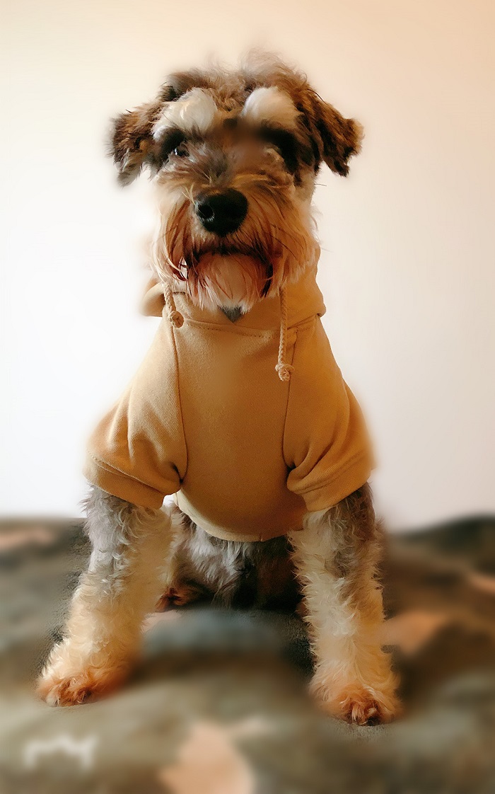Hoodies Sweatshirt For Sm. La. Dach. Dog