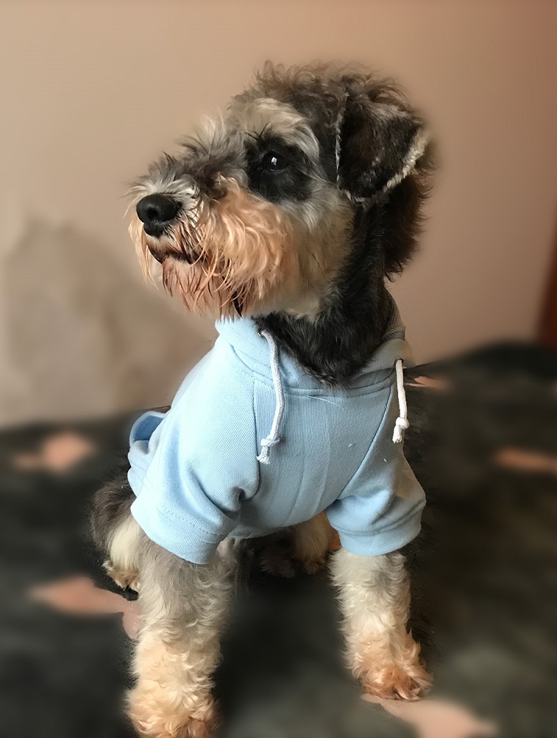 Hoodies Sweatshirt For Sm. La. Dach. Dog