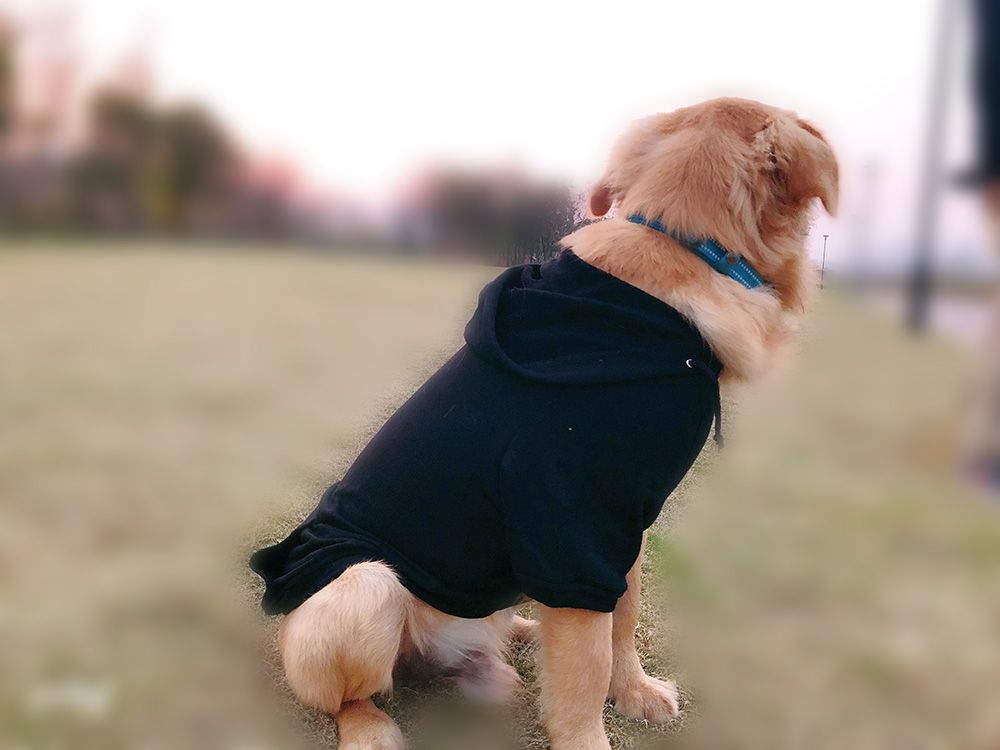 Hoodies Sweatshirt For Sm. La. Dach. Dog