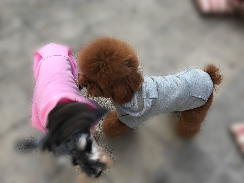 Hoodies Sweatshirt For Sm. La. Dach. Dog